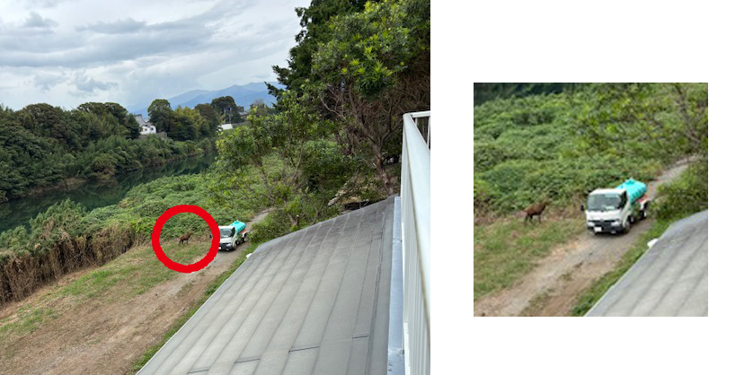 静城産業の土手沿いに現れる鹿